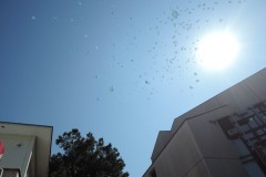 DSCN8825