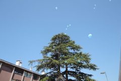 DSCN8826